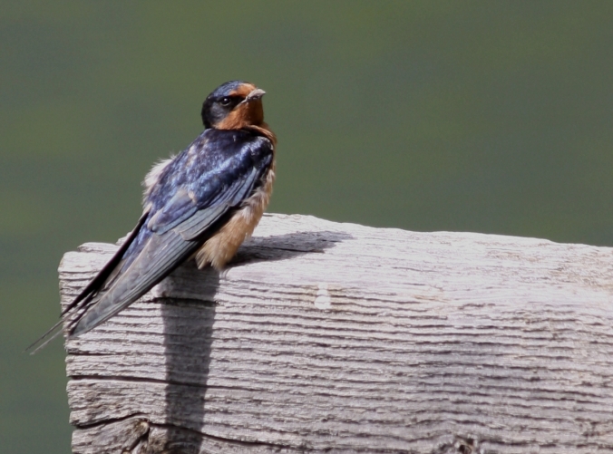 Cliff Swallow enlarged